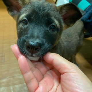 ロン君☆2ヶ月の家族を探してます。