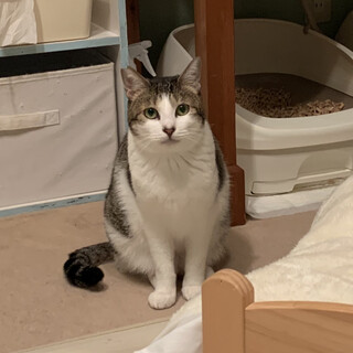 ボクのママになってくださいにゃ♡