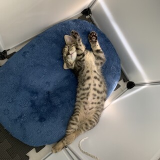 里親募集中！！！
