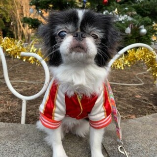 狆のかろちゃん