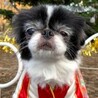 狆のかろちゃん サムネイル2