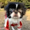 狆のかろちゃん サムネイル3