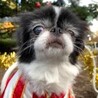 狆のかろちゃん サムネイル4
