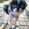 狆のかろちゃん サムネイル5