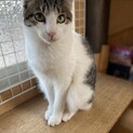 かわいいキジ白の男の子☆しょうくん☆約9ヶ月☆