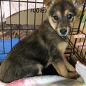 未だビビリですが、可愛い子です。ートライアル決定ー