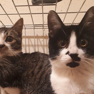 【去勢手術済】ビル街で懸命に生き抜いてきた兄弟