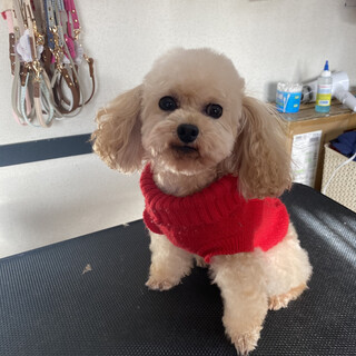 トイ プードル グレー を含む 犬の里親募集情報 ペットのおうち 月間利用者150万人