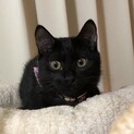 黒猫、銀太です