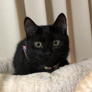 黒猫、銀太です