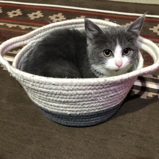 見学歓迎　ふわふわ　ねねちゃん