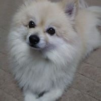 ロジャー