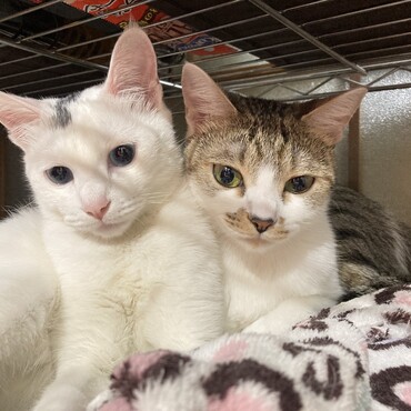 保護猫　月ちゃんと