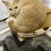かぼす