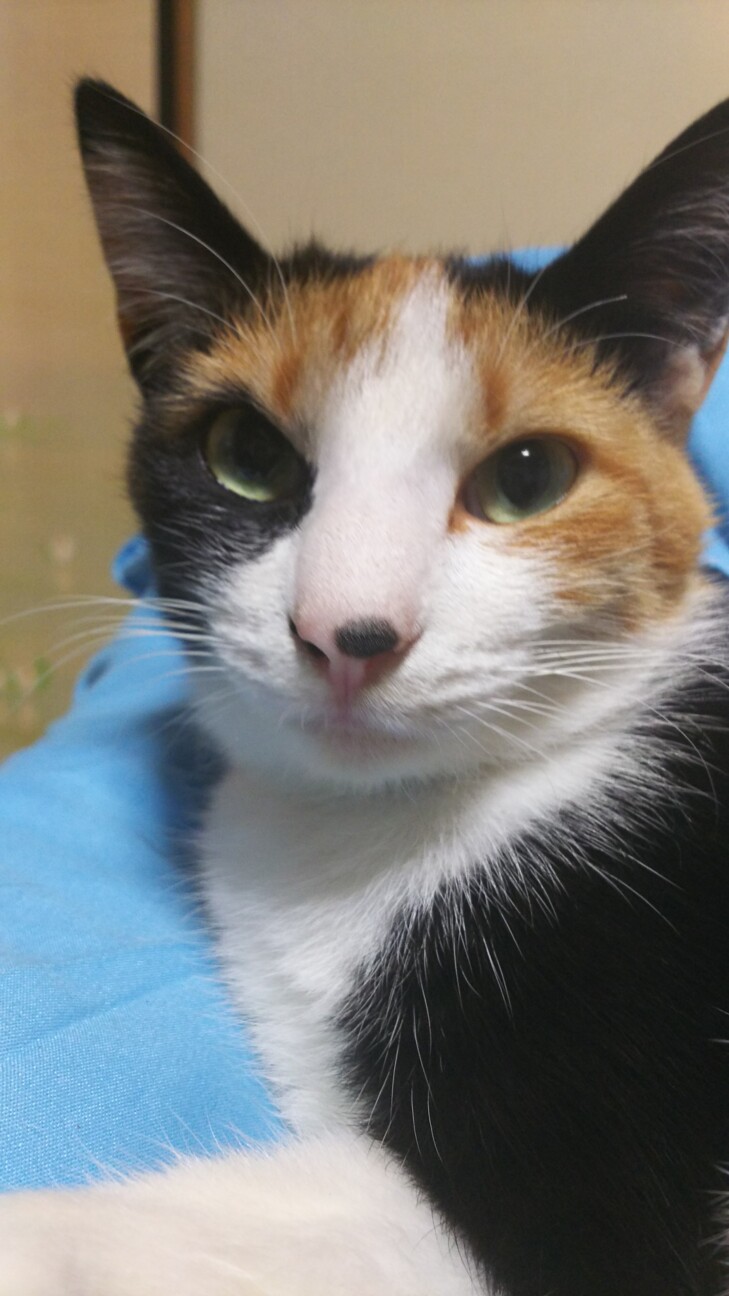 みけちゃん