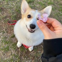 ささかま
