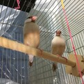 シナモン文鳥２羽です。