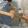 シナモン文鳥２羽です。 サムネイル2