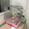 シナモン文鳥２羽です。 サムネイル3