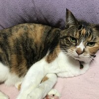 ナナ