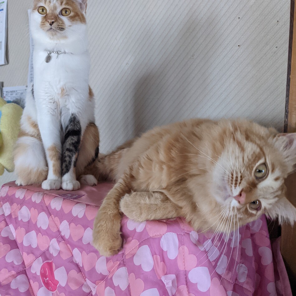ミルクのカバー写真