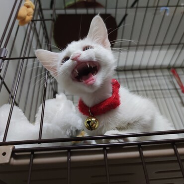 保護猫　月ちゃん