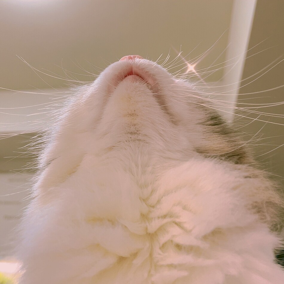 むぎのカバー写真