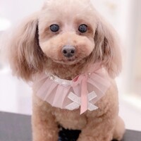 フー
