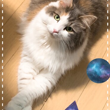 カワイイちゃんお澄ましモードよ