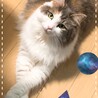 カワイイちゃんお澄ましモードよ