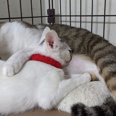 月ちゃんがお乳飲む時噛むから、痛いのです