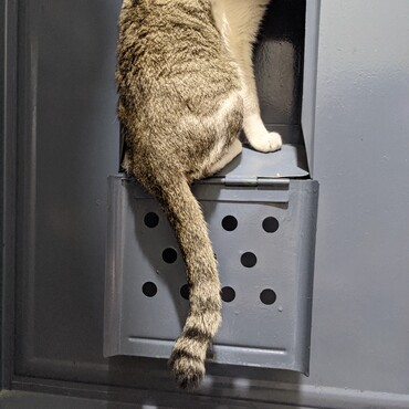 ポストから外をパトロールする花ちゃん