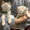 可愛い白猫兄弟2ヶ月