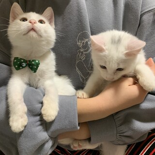 可愛い白猫兄弟2ヶ月