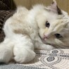ミラーボ