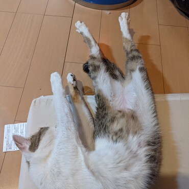 花ちゃんの好きな体勢