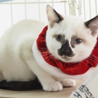 おっとりのんびり子猫のダイナちゃん