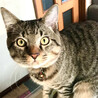 ニコ