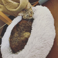 りん