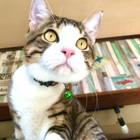 ロビン