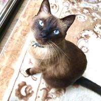 マーヴィン