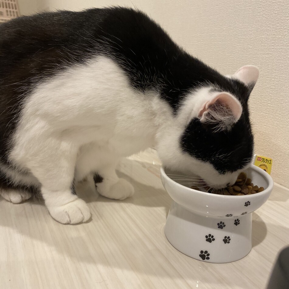 ちゃっぷのカバー写真