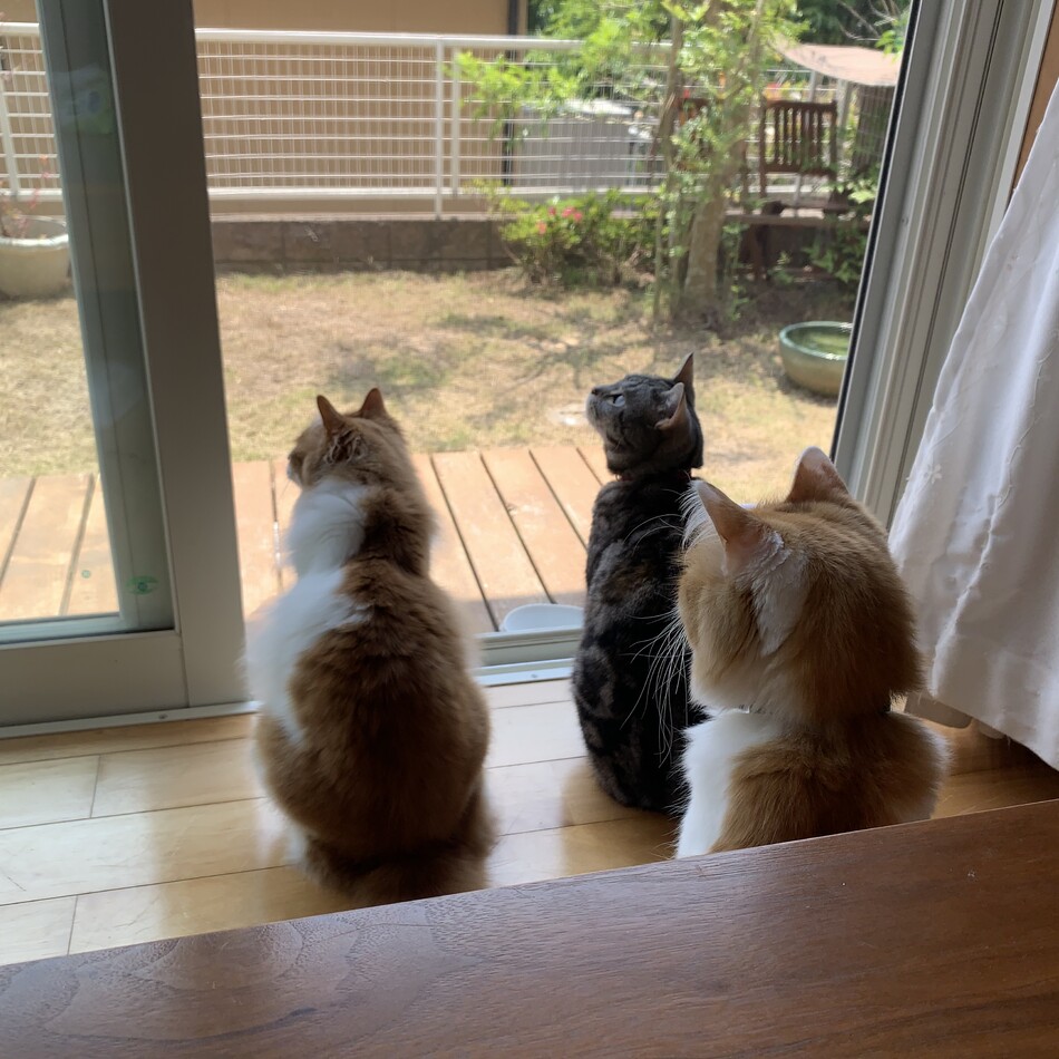 シャルのカバー写真