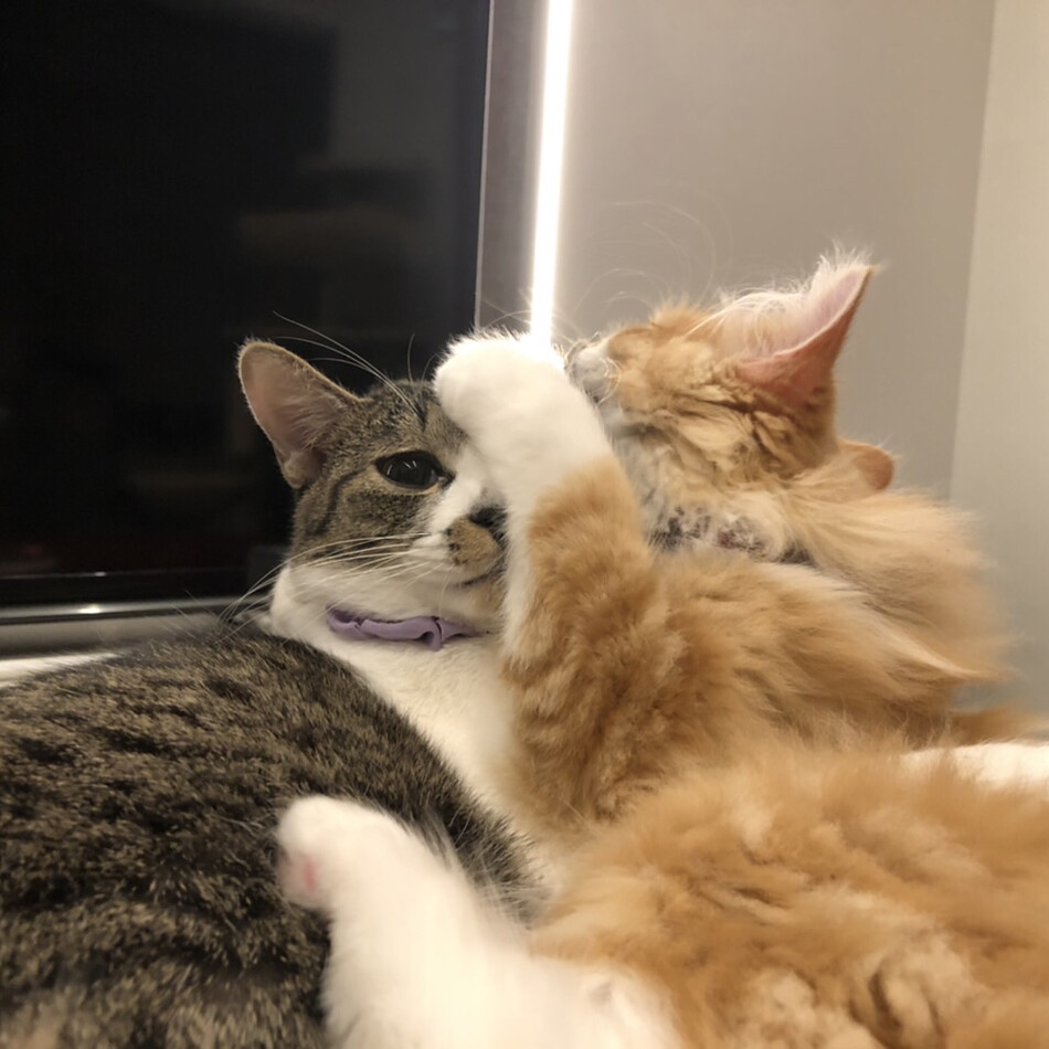 カランのカバー写真