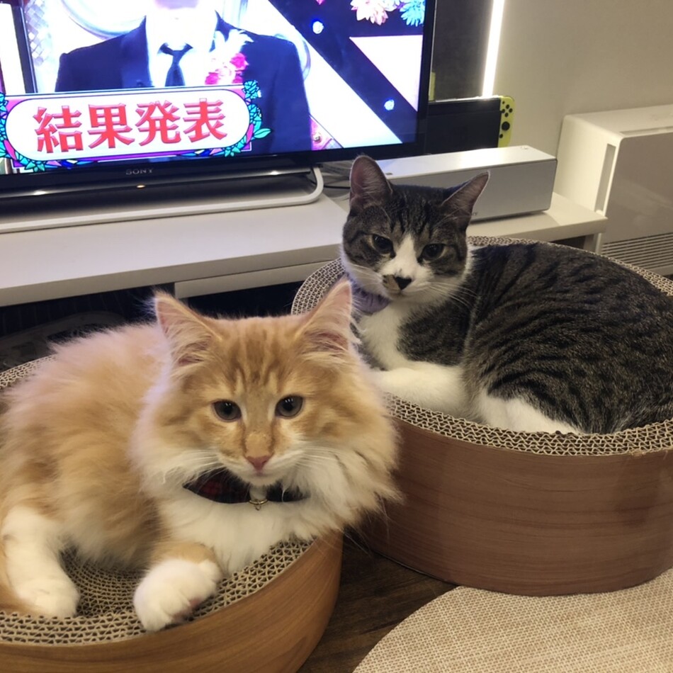 シャルルのカバー写真