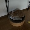 初めて我が家にやってきた時のまろくん☆