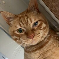 チョコ