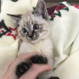 末っ子気質爆発!!　な　スーパーマーケット♂