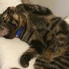 猫慣れした妹ねこ募集