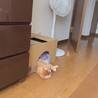 旦那手作りの段ボールハウスでおねむり☆